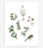 WELLINGTON - Poster per bambini - Coniglio, pettirosso ed erbe aromatiche