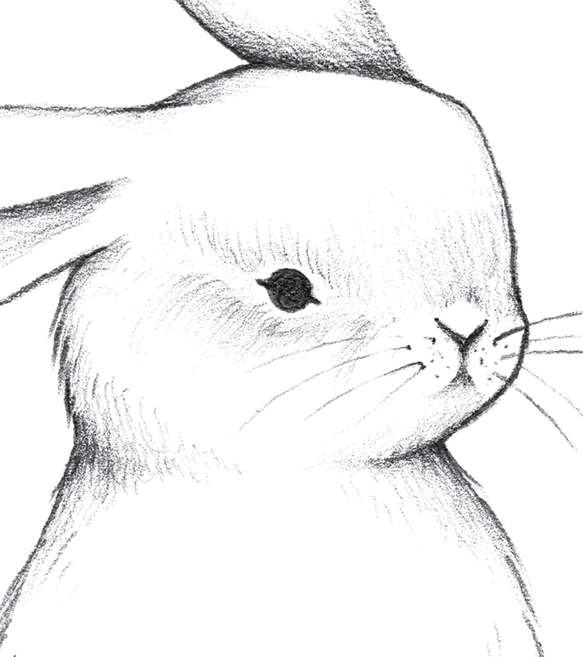 BUNNY - Poster per bambini - Faccia da coniglio