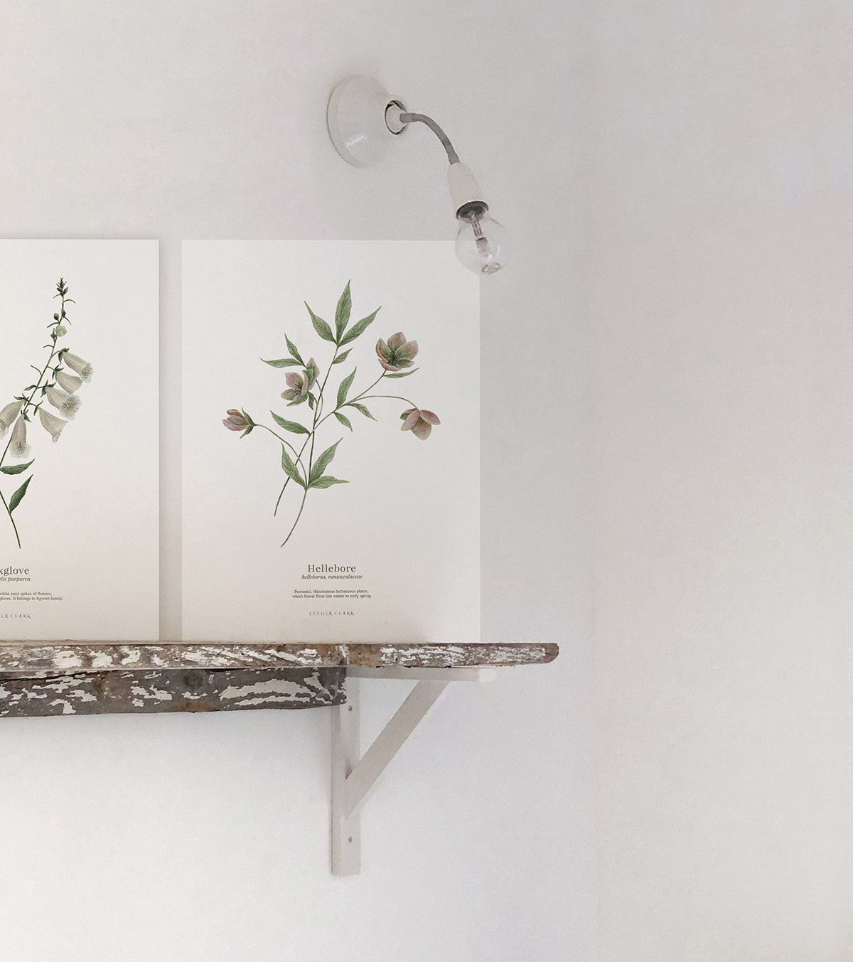 WELLINGTON - Set di 2 Posters - Fiori, botanica