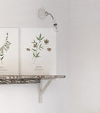 WELLINGTON - Set di 2 Posters - Fiori, botanica